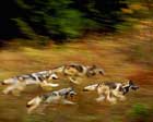 бегущие волки